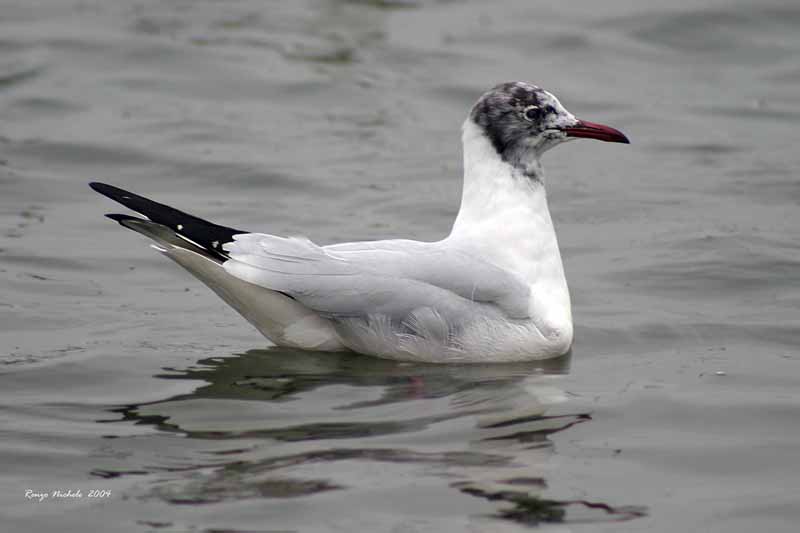 Gabbiano comune / Chroicocephalus (ex Larus) ridibundus